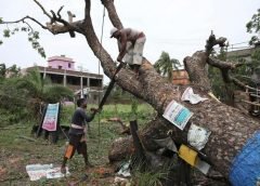 Tree Cutting