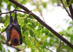 Tree and Bat
