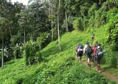 Turist Jungle