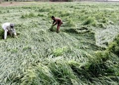 agri field