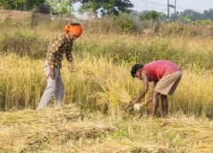 cutting paddy