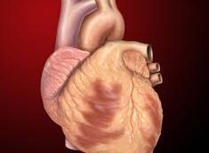 heart
