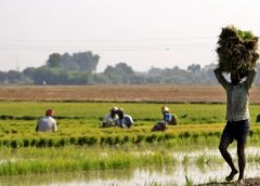krishi montrok