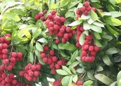 lichi