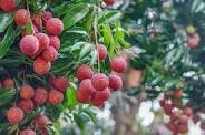 litchi tree