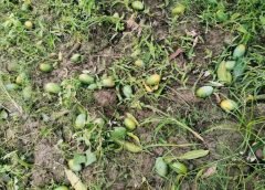 mango tree