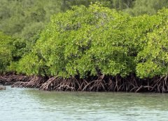 mangrove