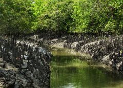mangrove-forest