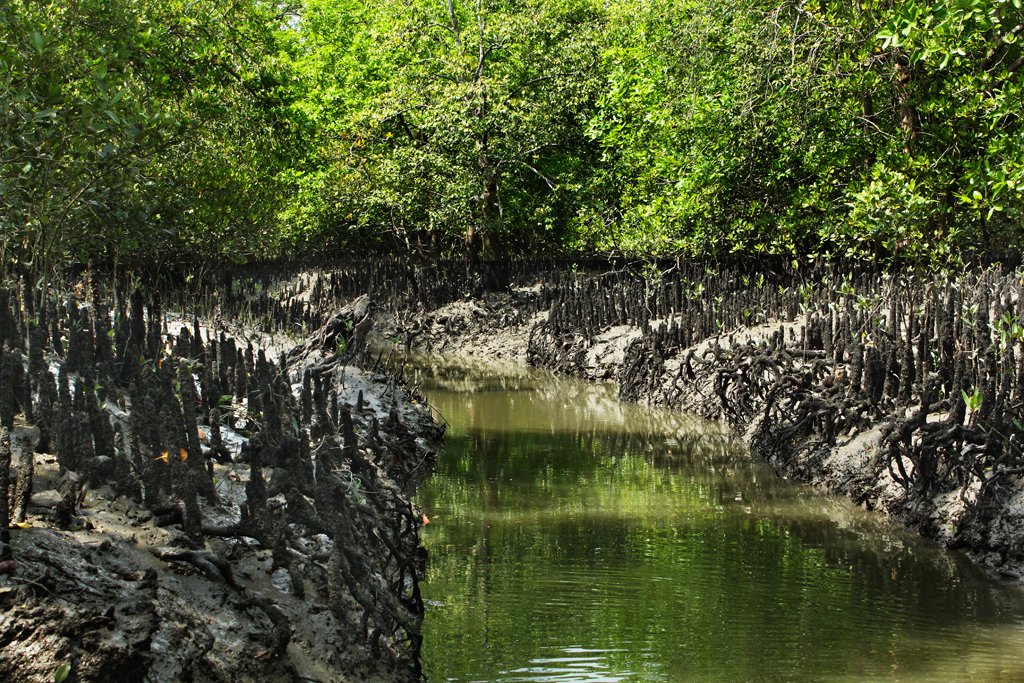 mangrove-forest