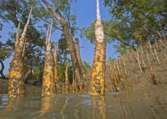 mangrove yellow