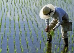 nona swarna paddy