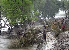 sundarban