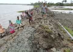 sundarban