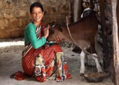 sundarbon milk