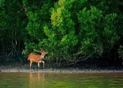 sundarbon2