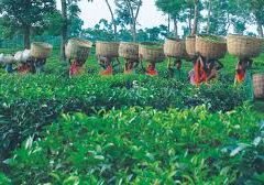 tea garden