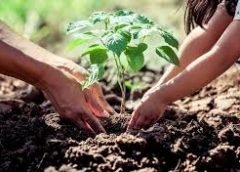 tree plantation 2