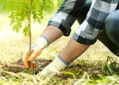 tree plantation