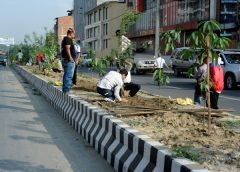 tree plantation 3