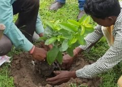 tree plantation 4