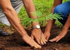 tree plantation 5