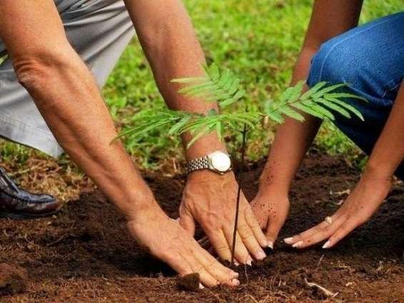 tree plantation 5