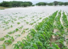 vegitable field