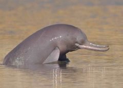 Dolphin