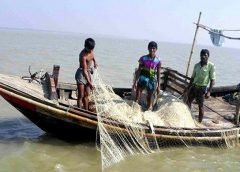 Hilsa Fish-2