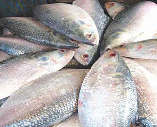 Hilsa Fish