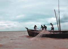 Hilsa Supply