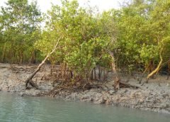 Mangrove and Planting