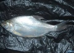 Manipur Pengba Fish