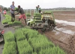 Paddy Farmer
