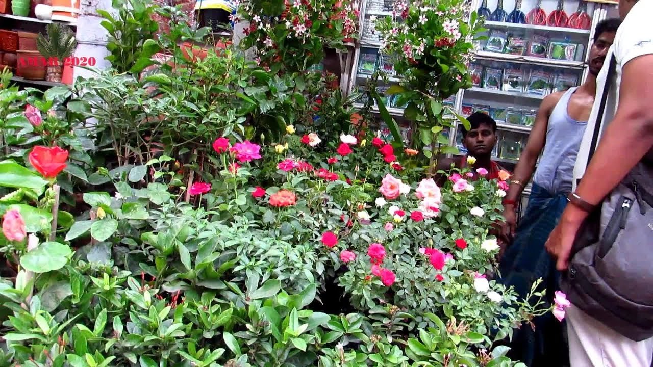 Plant Nursery