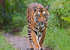 Royal Bengal Tiger-2