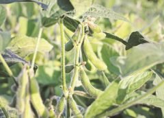 Soybean Crops