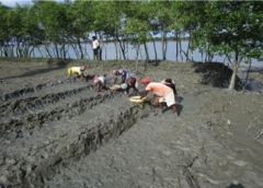 Sundarban