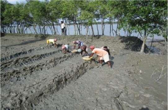 Sundarban