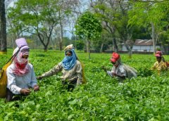 Tea Garden-1