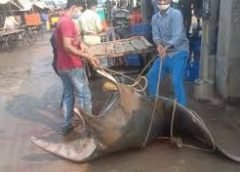 shankar fish