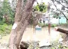 tree cutting