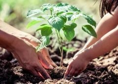 tree planting