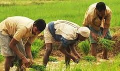 Farmer-7