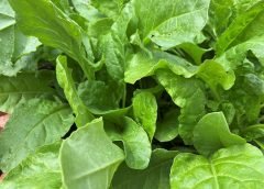 palong and vegitable