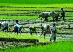 Farmer-1
