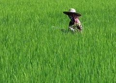 Farmer-2