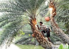 Khejur Tree-1