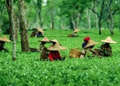 Tea Garden-1