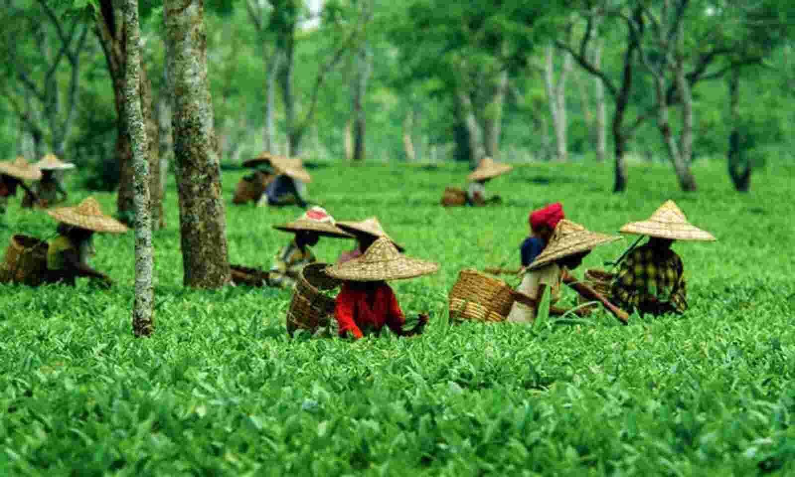 Tea Garden-1